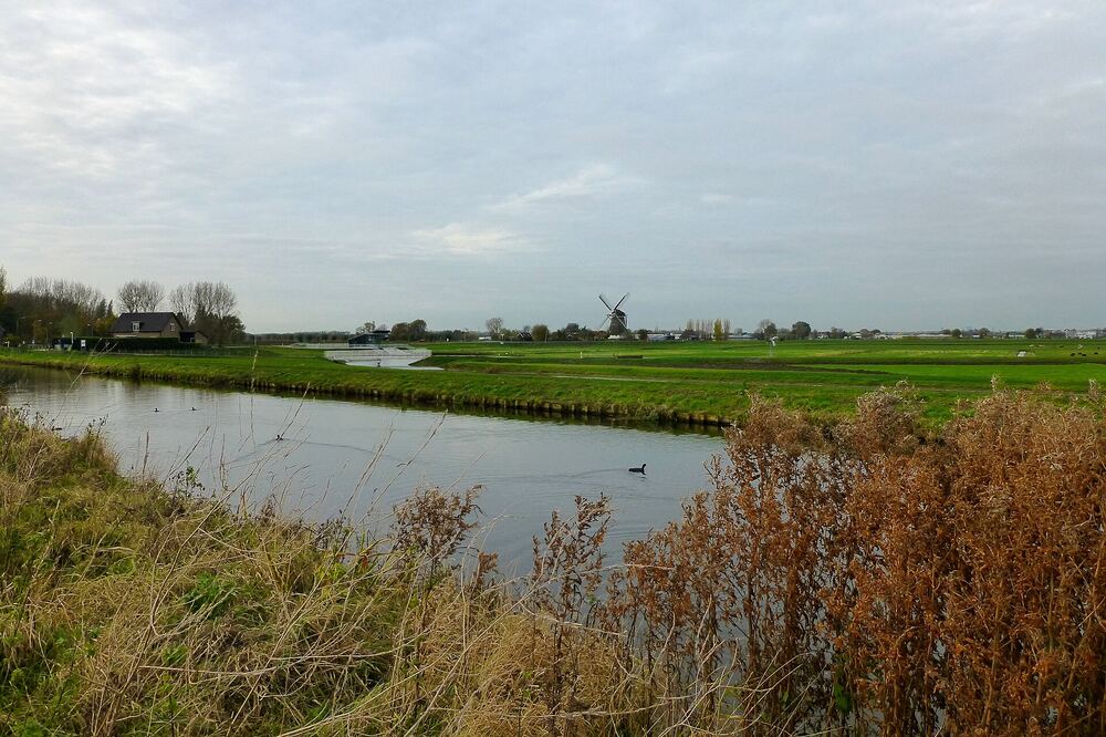 Waterloop met rietkragen door het open polderlandschap van de Berkelse Bergboezem bij Berkel en Rodenrijs, met een zwemmende watervogel en een windmolen aan de horizon
